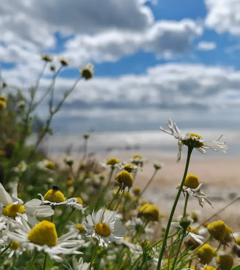 BeachDaisy