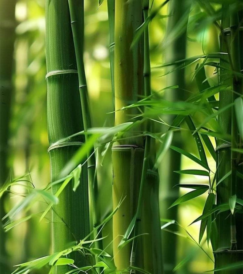 Fresh-bamboo-1 Fresh-bamboo-1