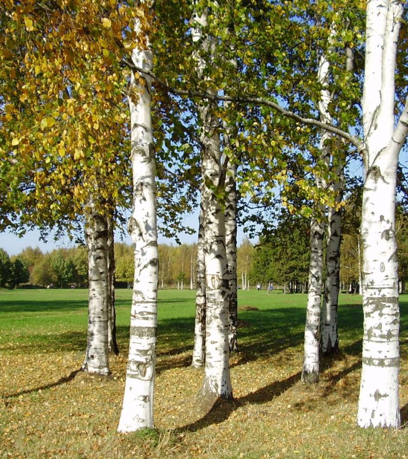 Nature___Forest_Birch_trees_on_the_glade_085567_