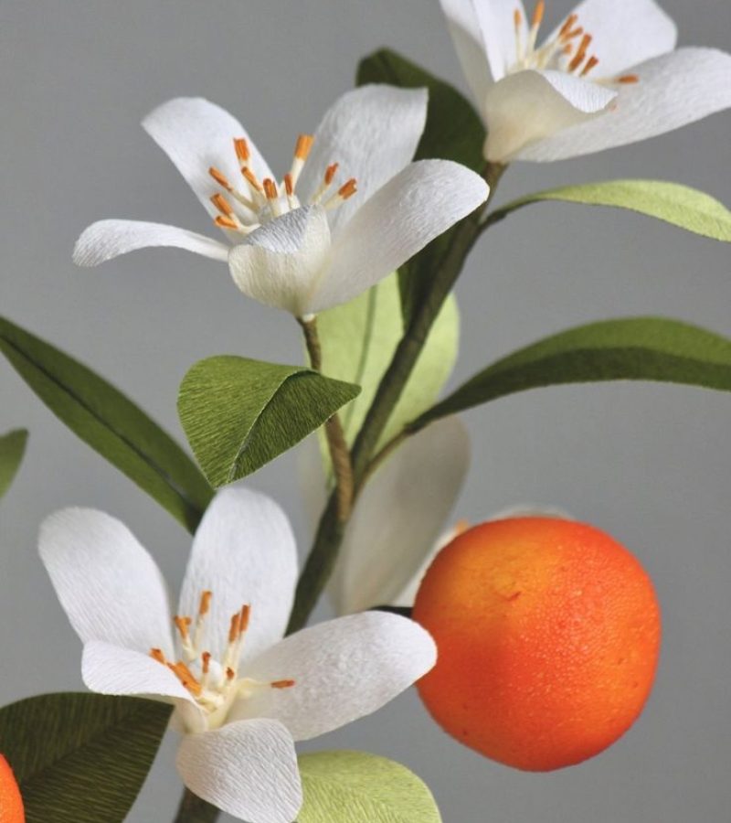 Orange-Blossom