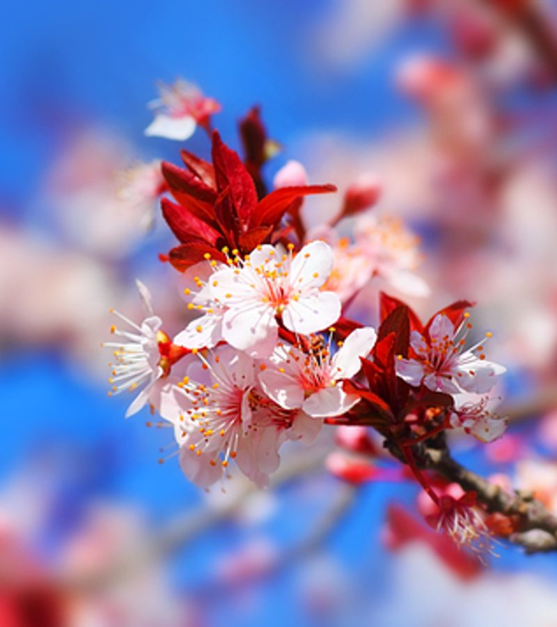 Pure-Japanese-Cherry-Blossom-Fragrance-oil__75427