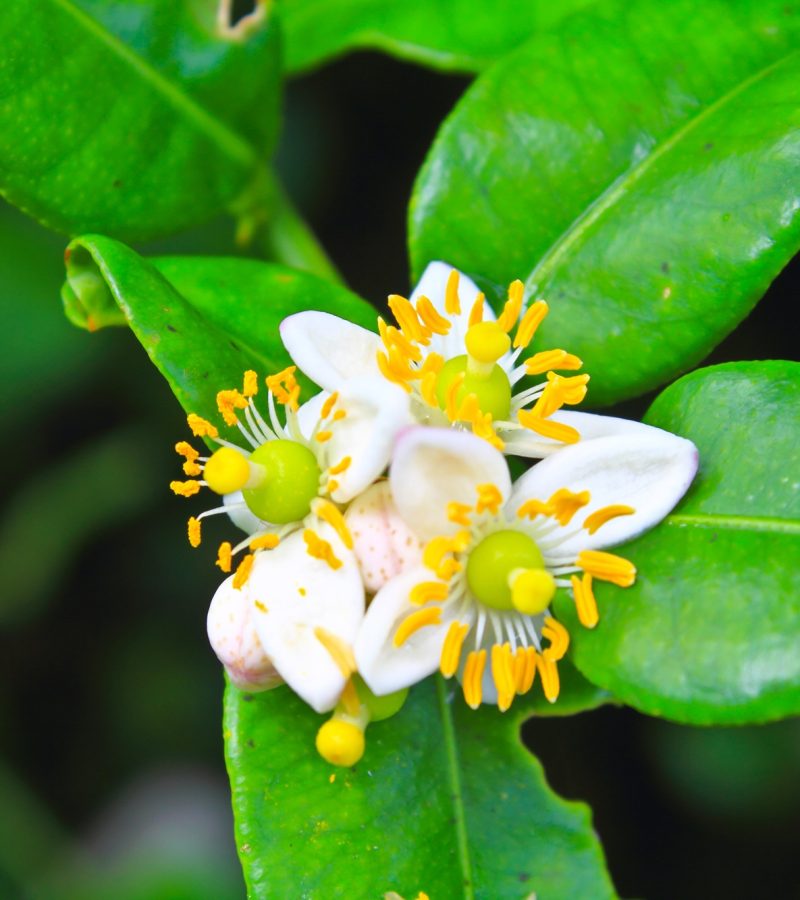 dreamstime_xl_34033862