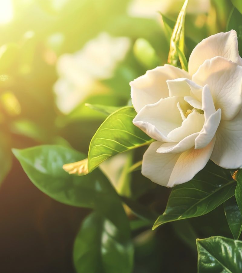 dreamstime_xl_351846950