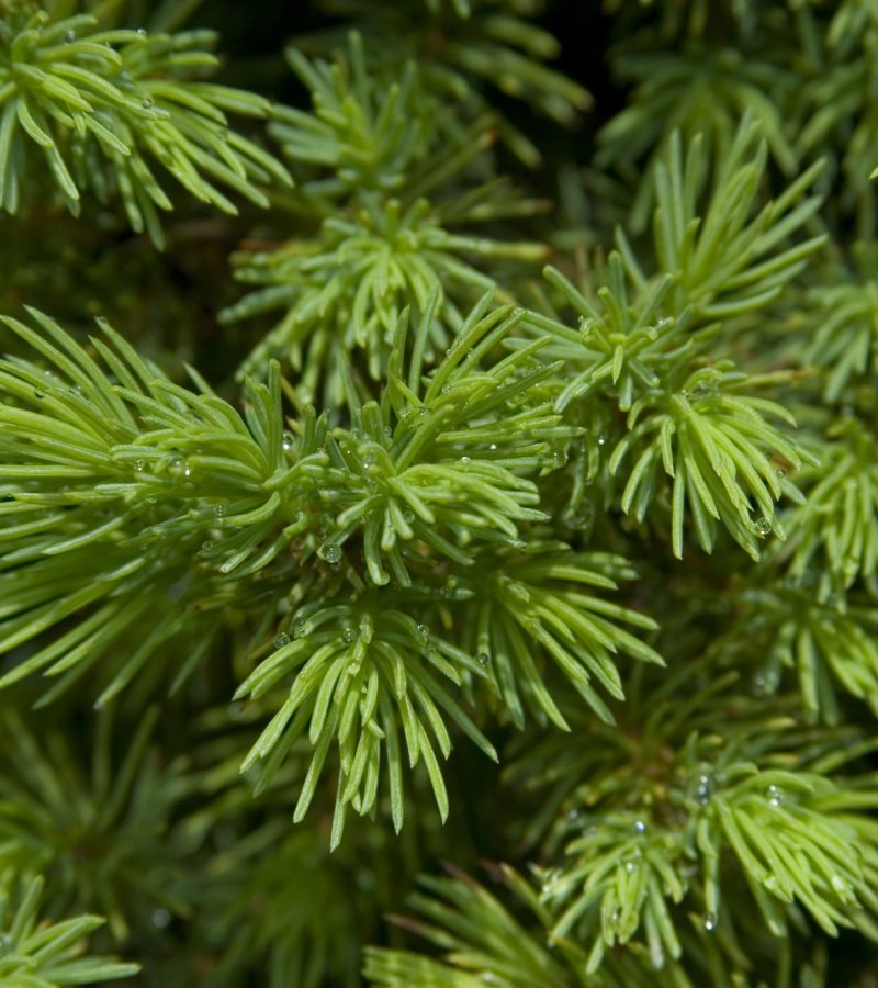 dreamstime_xl_5359444