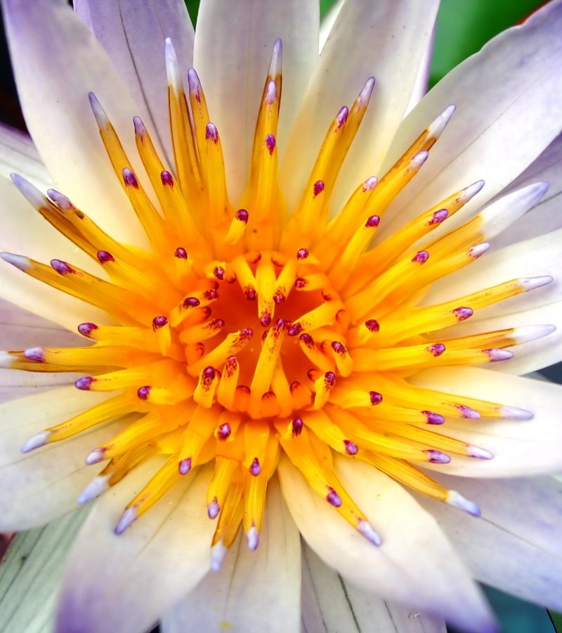 dreamstime_xl_815748 (1)