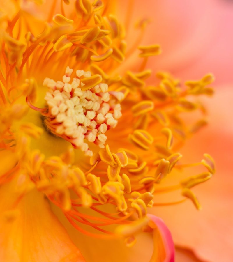 dreamstime_xxl_128369749