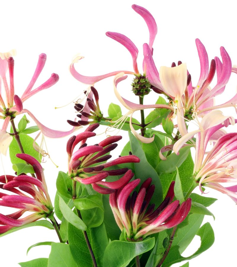 dreamstime_xxl_15302919