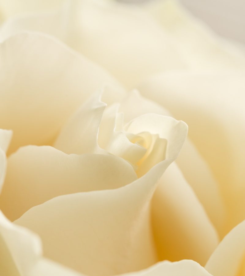 dreamstime_xxl_209005067