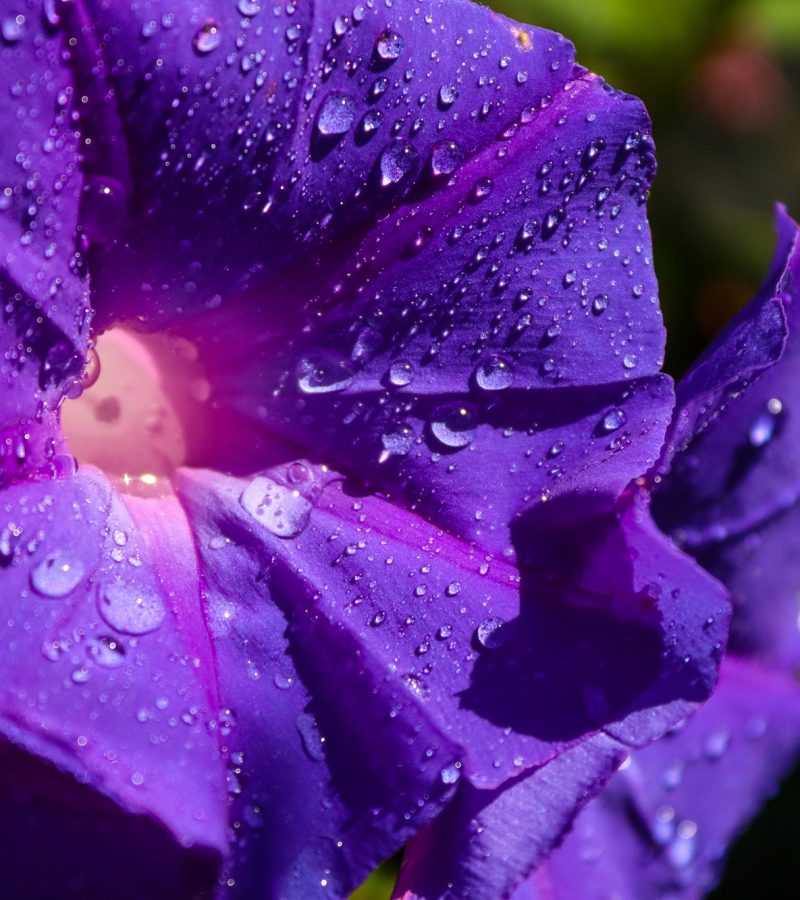 dreamstime_xxl_233669408