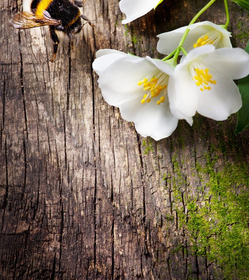 dreamstime_xxl_24914257