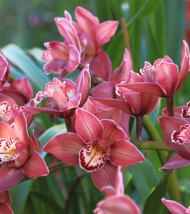 dreamstime_xxl_37127511