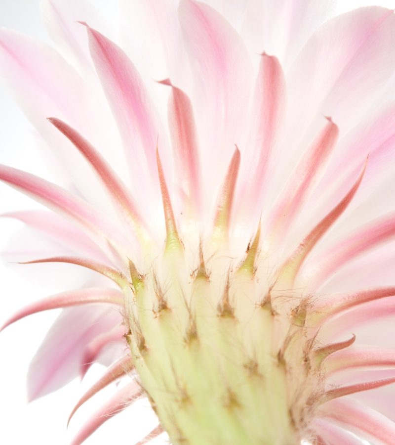 dreamstime_xxl_41052358