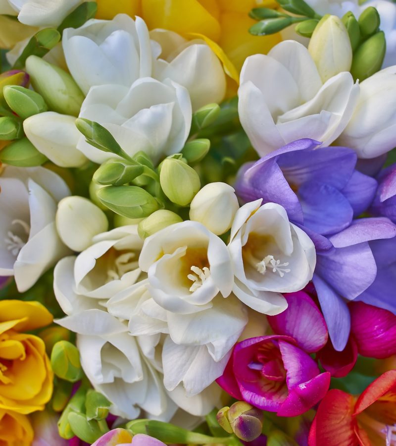 dreamstime_xxl_51922848