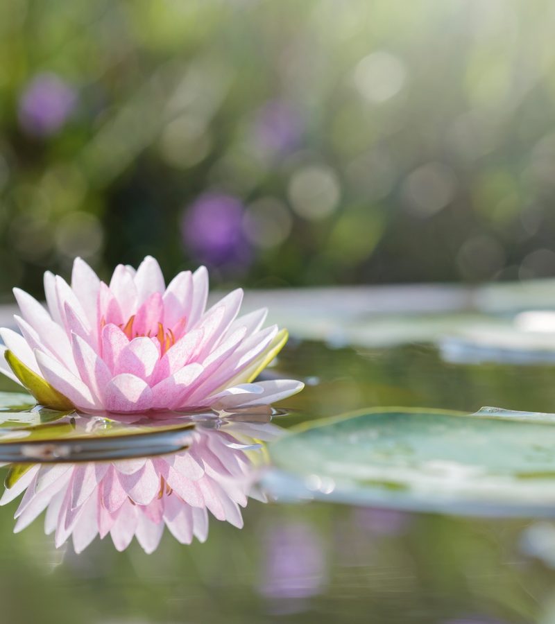 dreamstime_xxl_55212916