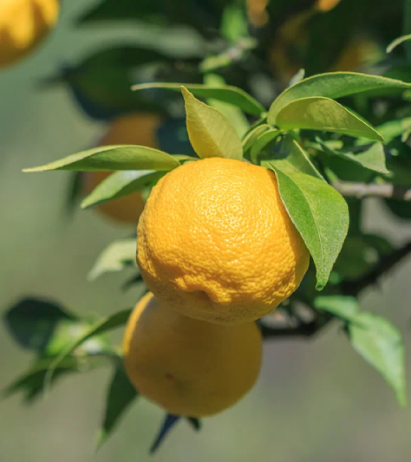 dyiy26gt3g5go0s3qtapgtsceo7q9ovh