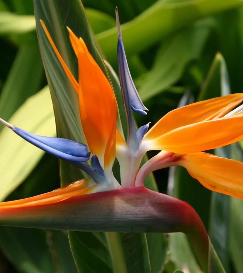 il_fullxfull.1731784978_62gh