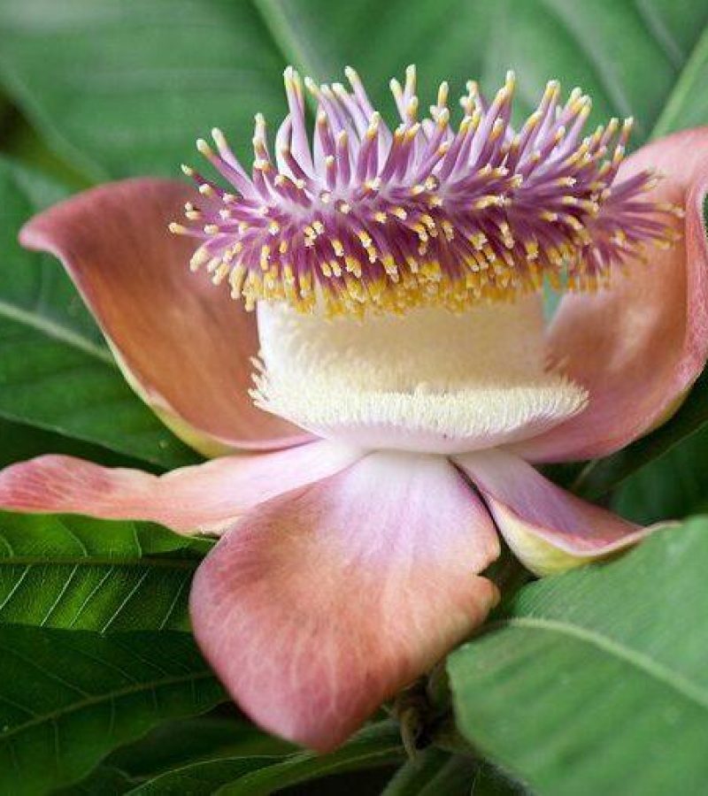 organic-incense-nag-champa-thepurehaven-2