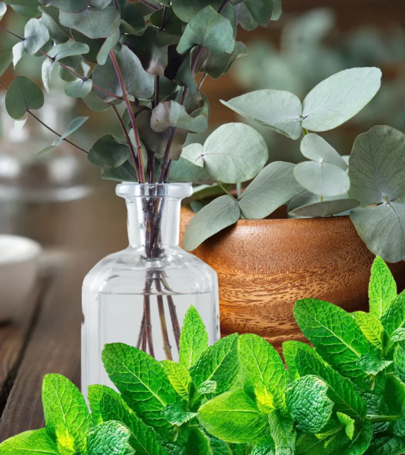 pepperminteucalyptus